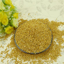 China White broom core millet with reasonable price